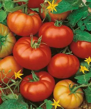 Помидор Ребелион F1