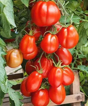 Помидор Ред Пэар F1