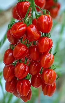 Помидор Редетто F1