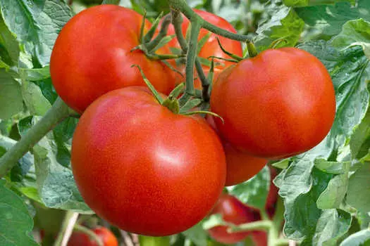 Помидор Ретро F1