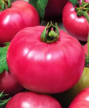 Помидор Робинзон F1