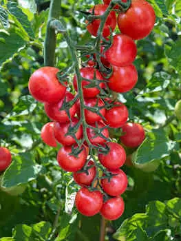 Помидор Рознари F1