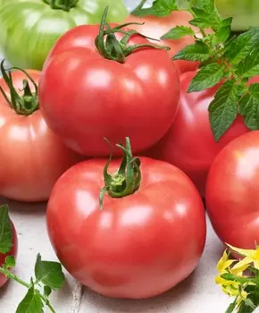 Помидор Розовая Катя F1