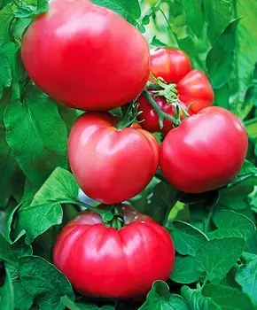 Помидор Розовый клад F1