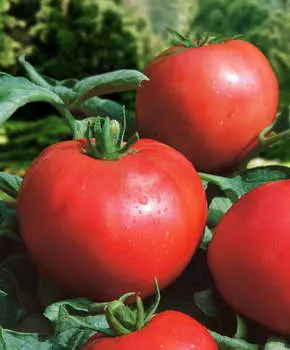 Помидор Розовый любимчик F1