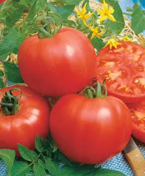 Помидор Сильвестр F1