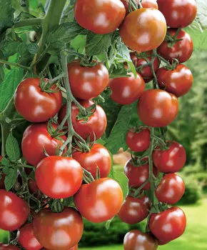 Помидор Сириус F1