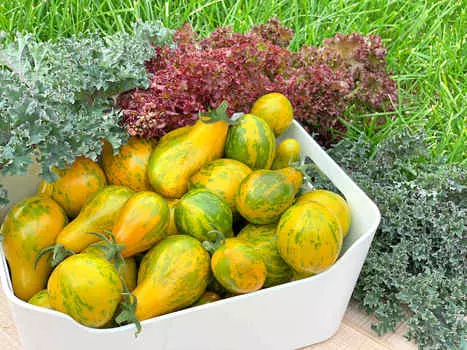 Помидор Сивка-бурка