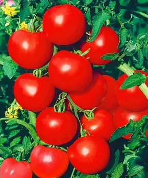 Помидор Снегопад F1