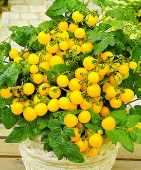 Помидор Солнышко