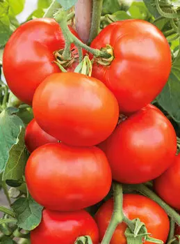 Помидор Стан 5000