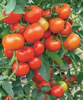 Помидор Суперприз F1