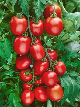 Помидор Сын героя F1