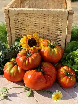 Помидор Титан