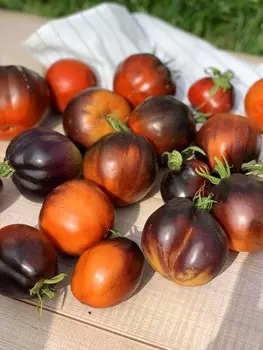 Помидор Тёмный Лорд