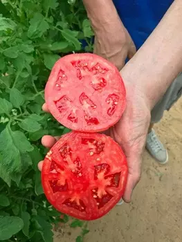 Помидор Тверия F1