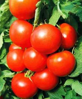 Помидор Василий F1