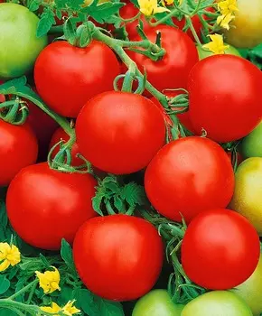 Помидор Восток F1