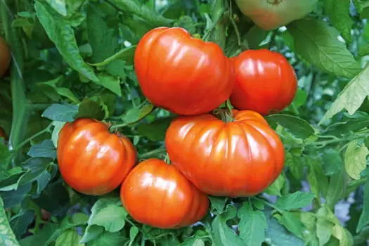 Помидор Вожак F1