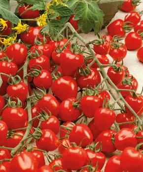 Помидор Ягодка F1