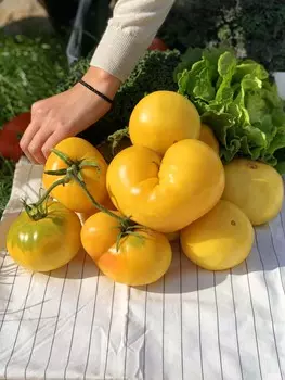 Помидор Ярило