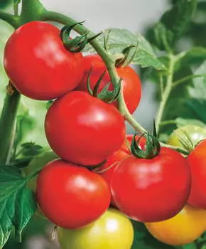 Помидор Зазимок F1