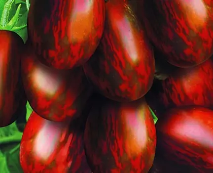 Помидор Зебра F1