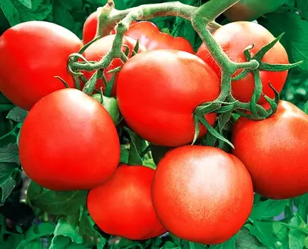 Помидор Зенит F1
