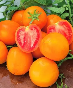 Помидор Златава