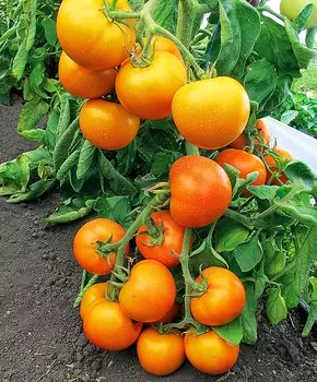 Помидор Золотая тёща F1