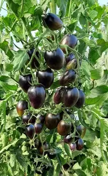 Помидор Звездопад в августе