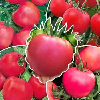 Помидоры Малиновое чудо 1 серия