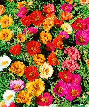 Портулак Махровый Яркий набор