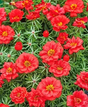 Портулак Сандал Алый