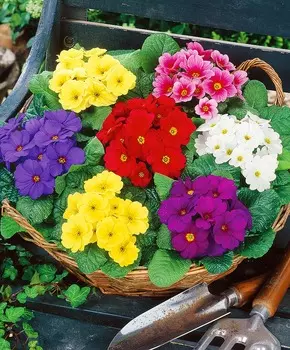 Примула бесстебельная Потсдам гигантс