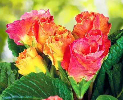 Примула Розанна Абрикосовая