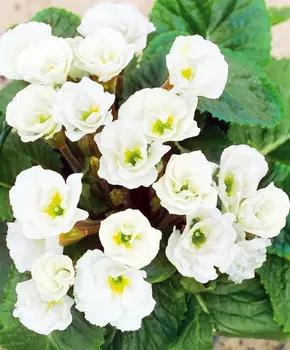 Примула Розанна Белая