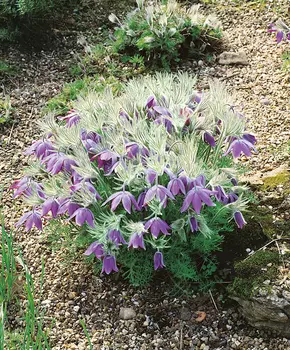 Прострел Даурский