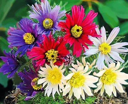 Прострел обыкновенный Прима