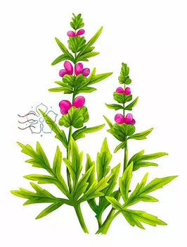 Пустырник Японский