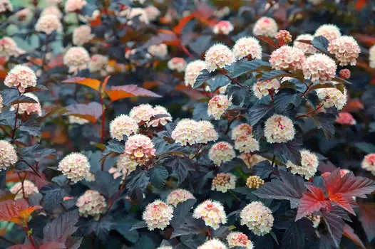 Пузыреплодник Диабло