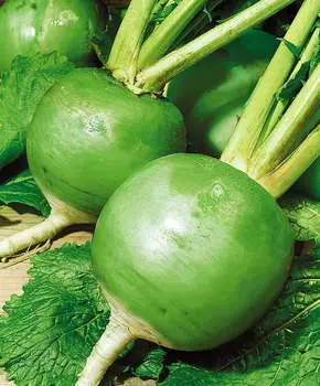 Редька Красавица