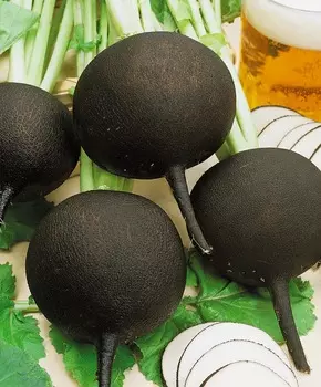 Редька Негритянка