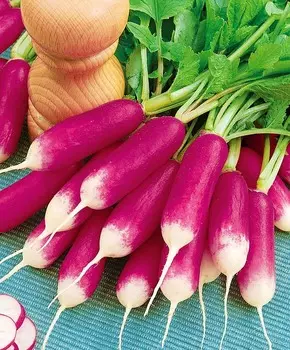 Редис Белый клык