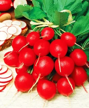 Редис Донар F1