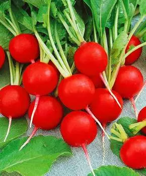 Редис Дуро Краснодарское чудо