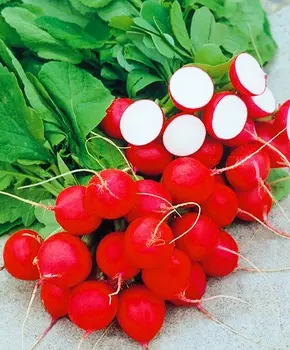 Редис Каспар F1