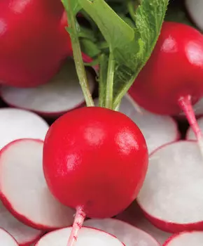 Редис Мидуэй F1