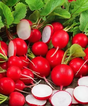 Редис Молния чудо F1