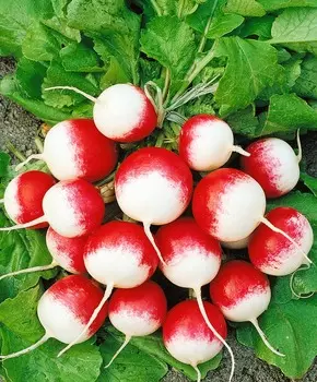 Редис Политез